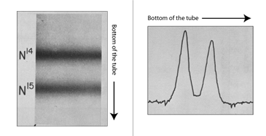 Mes Stahl density gradient