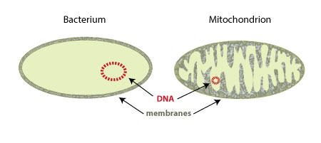 DNA in mitochondria