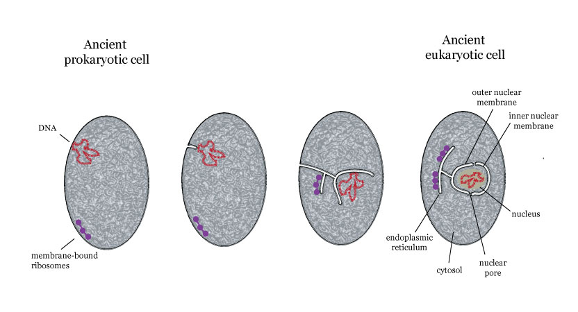 evolution of eukaryotic cell
