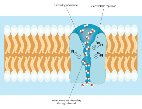 Aquaporin proteins 2