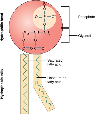 Phospholipid