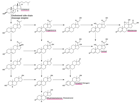 Steroidogenesis