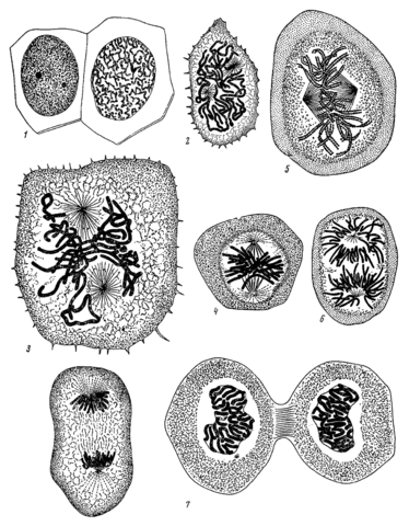 Flemming Cell Division