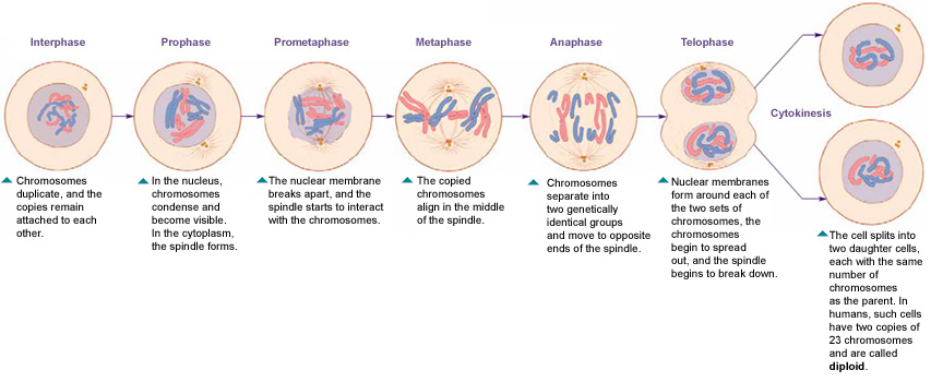 Mitosis