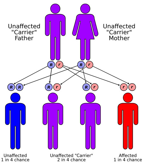 Autorecessive