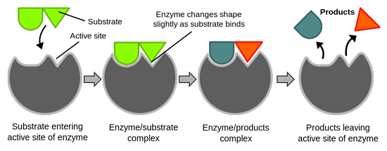 Enzyme