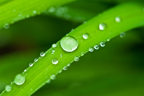 Dew
