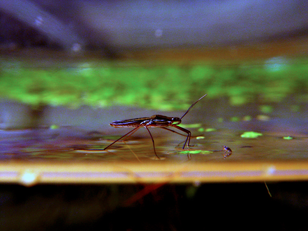Waterstrider
