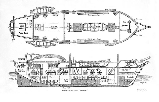 Beagle plan