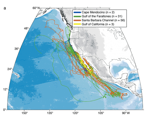 Whale tracking