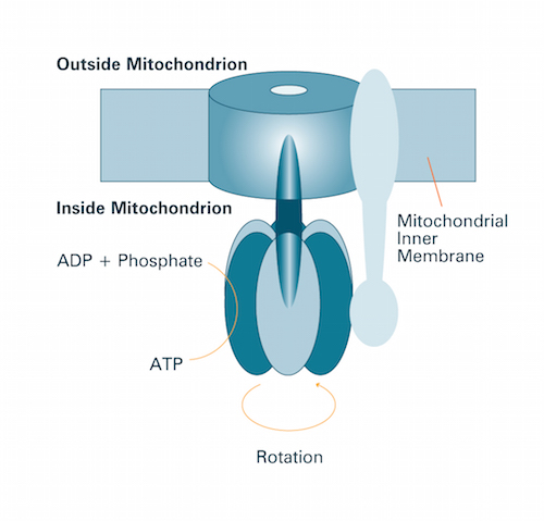 ATP Synthase