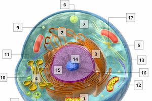 The Structure of Animal Cells