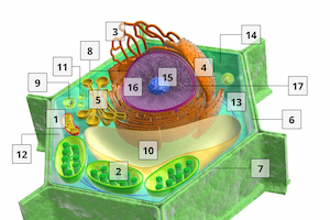 The Structure of Plant Cells