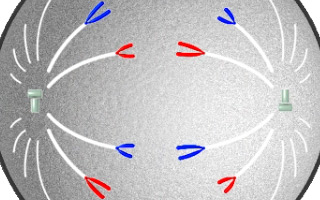 Prokaryote vs. Eukaryote Cell Division