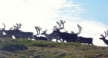 St. Matthew Island reindeer