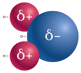 Water molecule