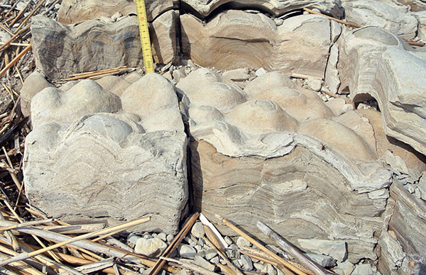 Stromatolites in the Soeginina Beds of Estonia