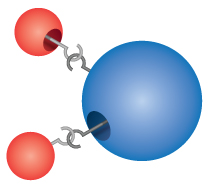 Dalton incorrectly imagined that atoms 'hooked' together to form molecules