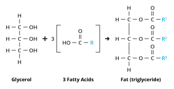 A fat molecule