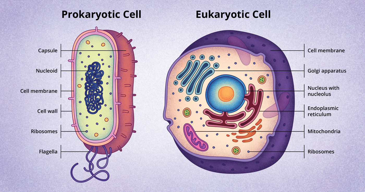 Discovery and Structure of Cells | Biology | Visionlearning