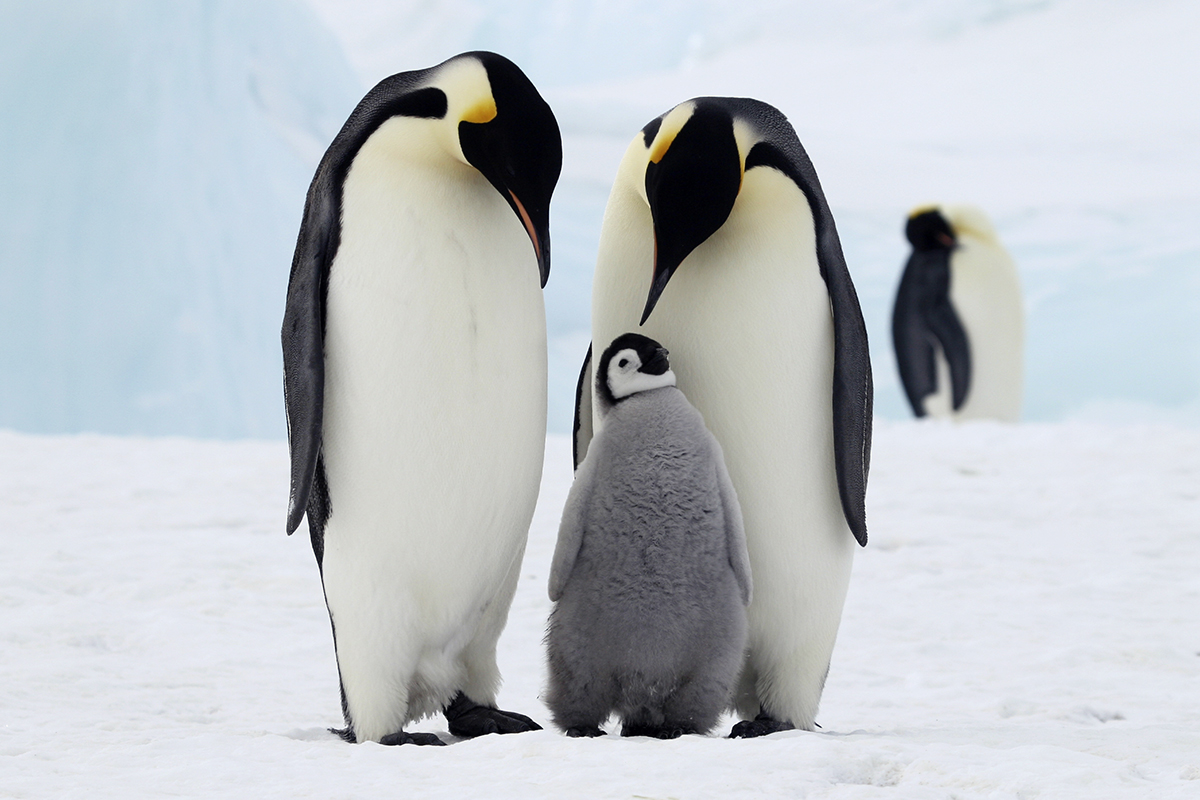 Пингвины в Антарктиде. Императорский Пингвин высиживает яйцо. Императорский Пингвин и Адели. Семья пингвинов.