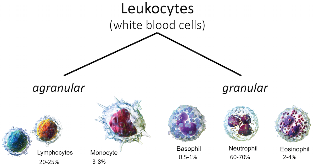 White Blood Cell Maturation Chart