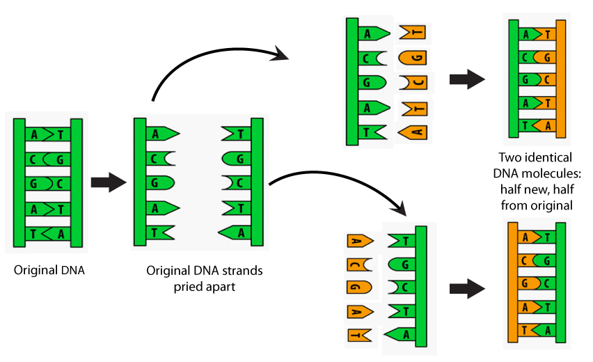DNA III | Biology | Visionlearning