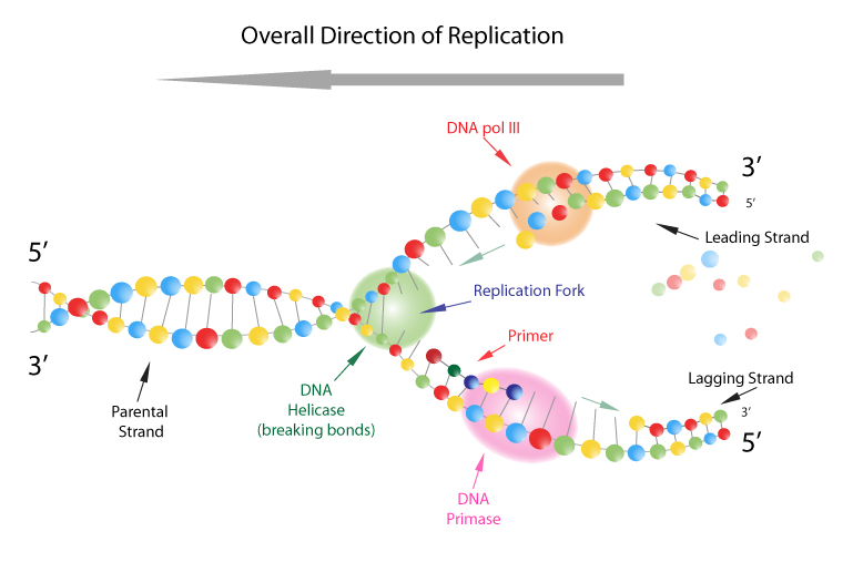 DNA III | Biology | Visionlearning