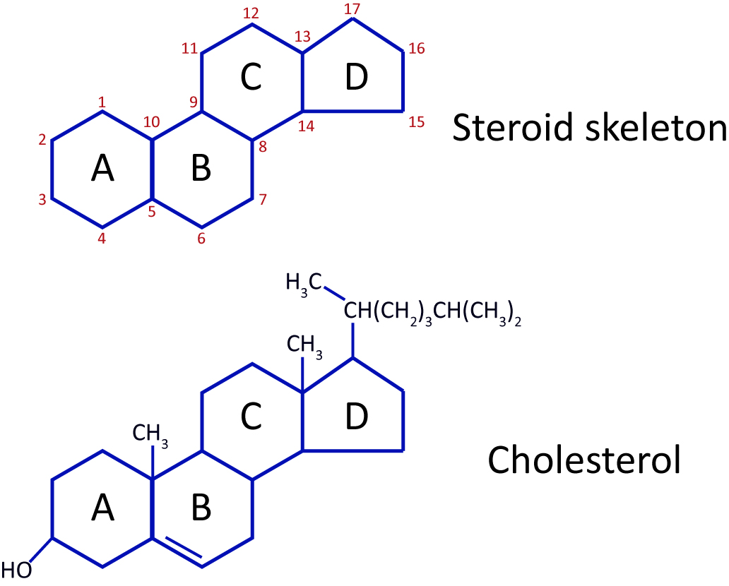 biological significance of lipids