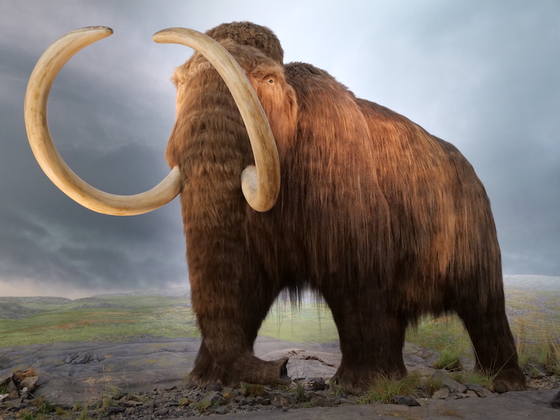 Extinction
