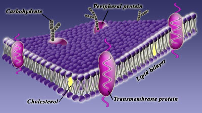 Figura 1: La membrana celular: los productos químicos deben pasar a través de la membrana para poder entrar o salir de la célula.