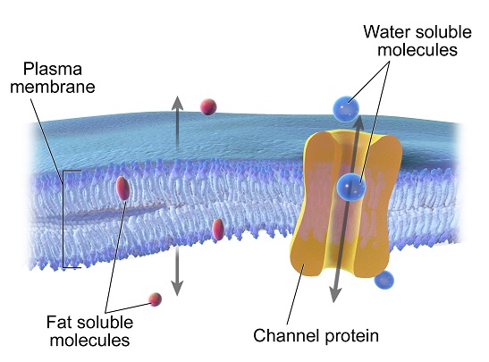 Figure 2: Passive and facilitated diffusion.  Fat soluble molecules pass through the plasma membrane, whereas water soluble molecules move across the membrane with the assistance of proteins.