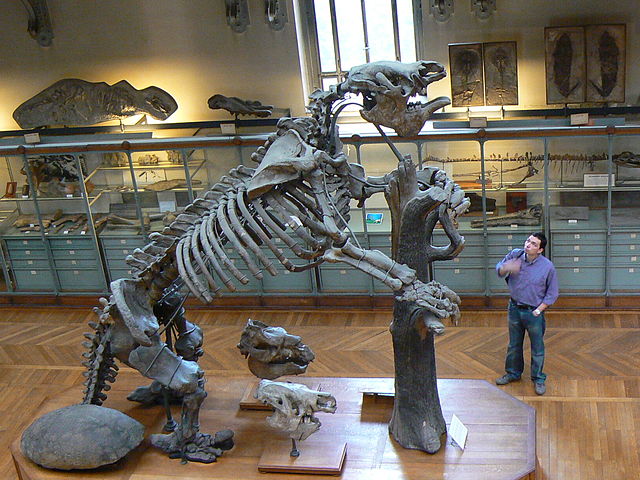 Figure 3: A fossil of the now-extinct Megatherium americanum,  or giant ground sloth, that inhabited what is now South America from about 23 million years ago until around 12,000 years ago.