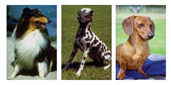 Figure 4: Dogs with different traits. The collie (left) is frequently used to herd sheep and other livestock. They are bred for their thick coats, which protect them from injury and from intemperate weather while they work, and for their intelligence. The Dalmatian (middle) is similarly intelligent, and is bred for its distinctive black and white coat. The dachshund (right) is a short-legged, elongated dog, originally bred to chase rabbits and other small game living in burrows. 