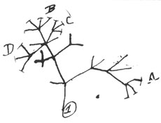 Figura 4: La primera representación del árbol de vida muestra como las especies relacionadas cercanamente o lejanamente podían evolucionar de un solo ancestro.