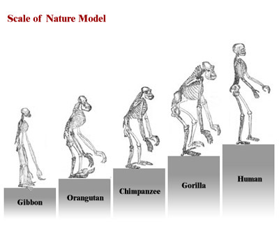 Figura 3a: La Escala del Modelo de la Naturaleza