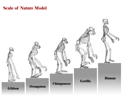 Charles Darwin Evolution Chart