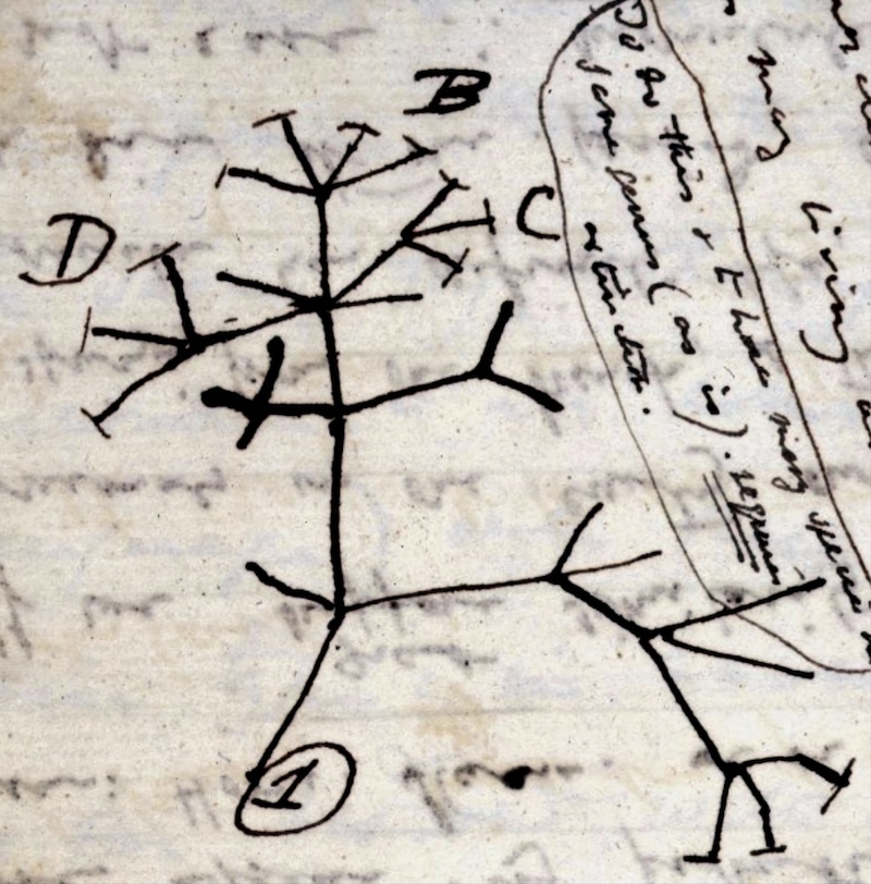 Figure 4: Darwin's earliest depiction of the tree of life, showing how many species, closely or distantly related, might evolve from a single ancestor.

