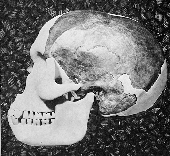 Figura 2: Reconstrucción del cráneo del hombre Piltdown