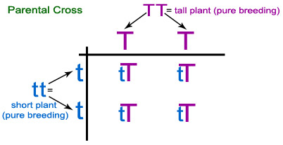Figure 6: Punnett square showing a parental cross of a two plants, one with alleles TT and the other with alleles tt. All offspring (F1) are tT, possessing the recessive short gene, and expressing the dominant tall gene.