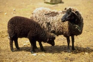 Figura 1: Las ovejas son criadas selectivamente por varias cualidades, incluyendo el color, la textura y el largo de su capa de pelo, la abundancia de su leche o por su robustez general.