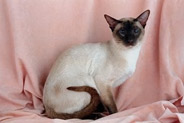 Figure 9: The coat color of a Siamese cat like the one shown here is determined by both genetic and environmental factors. 