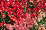Figura 8: Bocas de dragón, mostradas aquí, tienen una dominancia incompleta en color de flor, no como los guisantes. Un cruce de una planta con flores rojas con una planta con flores blancas se resulta en plantas con flores rosadas.