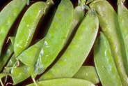 Figure 2: The fruit-bearing pod of Pisum satvium, the common pea plant used by Gregor Mendel in his breeding experiments. 