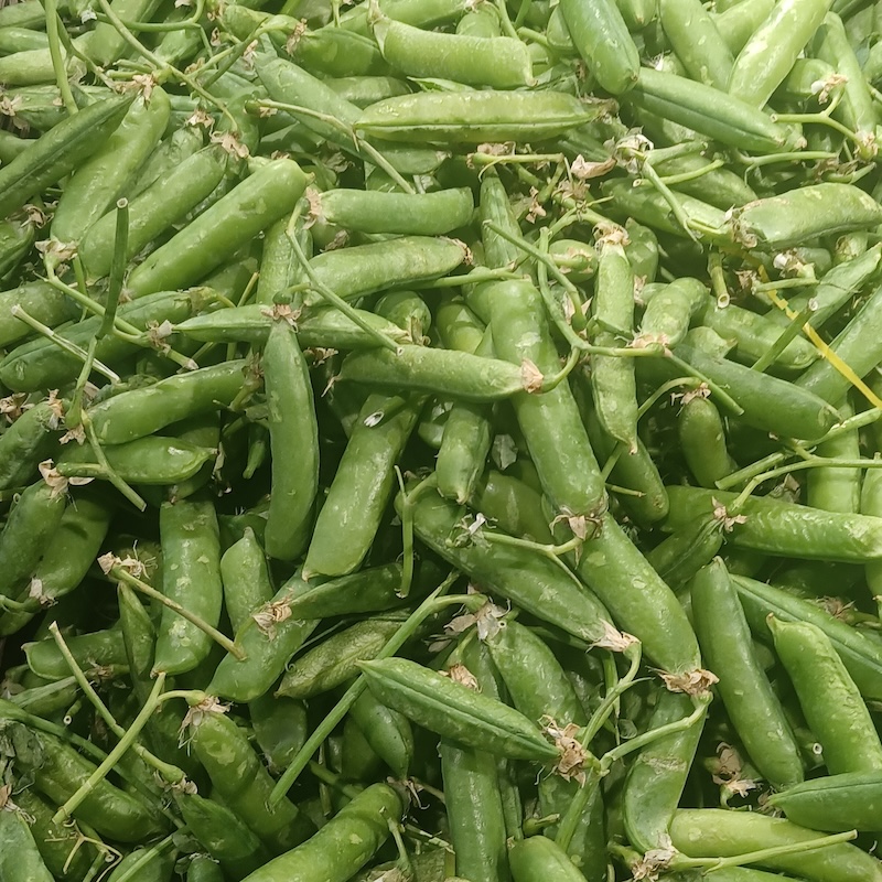 Figure 2: The fruit-bearing pod of Pisum satvium, the common pea plant used by Gregor Mendel in his breeding experiments.

