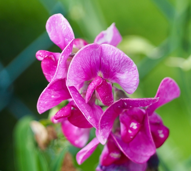 Figure 3: Pea flowers.