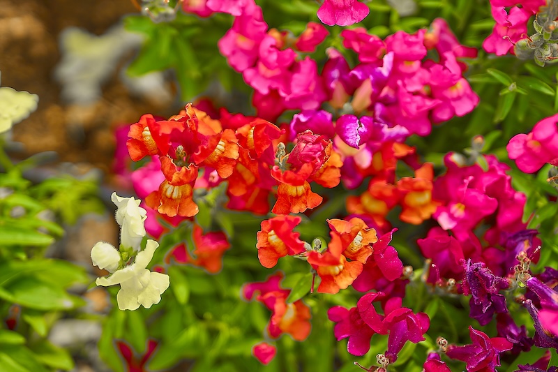 Figure 8: Snapdragons, shown here, have incomplete dominance in flower color, unlike peas. A cross of a plant with red flowers with a plant with white flowers results in plants with pink flowers.


