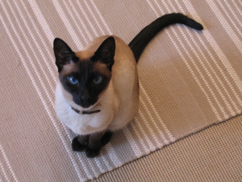 Figure 9: The coat color of a Siamese cat like the one shown here is determined by both genetic and environmental factors.

