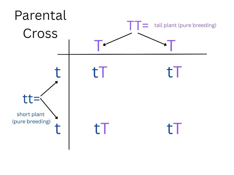 Figure 6: Punnett square showing a parental cross of a two plants, one with alleles TT and the other with alleles tt. All offspring (F1) are tT, possessing the recessive short gene, and expressing the dominant tall gene.

