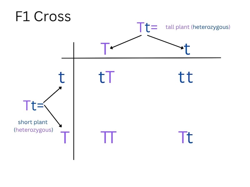 Figure 7: Punnett square showing the F1 cross of two plants with alleles Tt. As Mendel observed, 3/4ths of the offspring possess at least one copy of the dominant tall gene, while 1/4th of the offspring possess two copies of the short gene.

